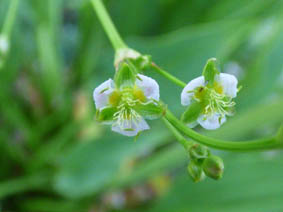 Alisma plantago-aquatica